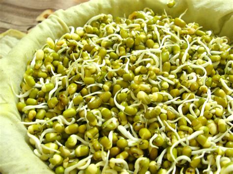 mongo seeds in english|How to Sprout Mung Beans: 12 Steps (with Pictures).
